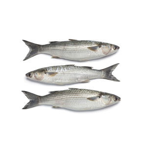 Factory price fresh mullet fish offered for wholesale trade and large quantity orders - Product Image 6