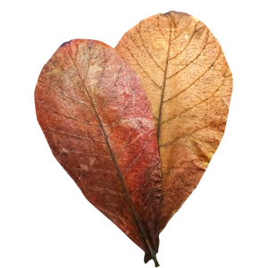 Feuilles en plastique Catappa d'amande indienne 26 à 30 cm / 10.2 à 11.8 "paquet de 30 pour accessoires d'aquarium - Product Image 4
