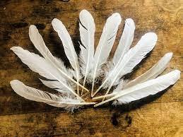 Plumas de pato teñidas para accesorios de moda para pendientes Diademas Adornos de disfraces - Product Image 3
