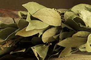 Hojas de Laurel secadas al sol para aplicaciones de hierbas orgánicas de refuerzo inmunológico - Product Image 2