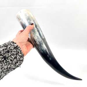 Corne à boire viking de qualité supérieure, authentique corne de bœuf, de vache et de buffle, cornes à boire vikings médiévales à prix abordables - Product Image 5