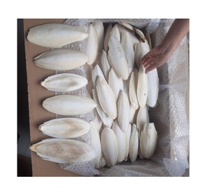 กระดูกปลาหมึกแห้งขายส่ง 100% ธรรมชาติจากเวียดนาม คุณภาพดี - Product Image 2