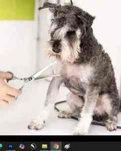 Juegos de tijeras profesionales de alta calidad para el cuidado de mascotas, tijeras de corte de 8 pulgadas, tijeras curvas, tijeras para adelgazar el cabello para perros y cachorros - Product Image 3