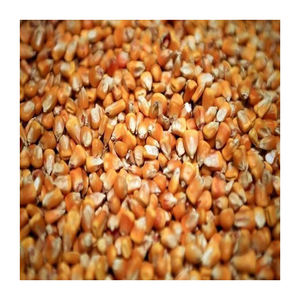 Grans de maïs jaune séché Meilleure qualité à prix Offre Spéciale - Product Image 1