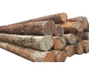 Troncos de madera de alta calidad, troncos de pino, troncos de nogal a la venta - Product Image 6