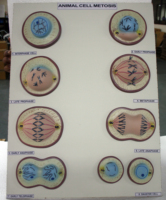 División celular animal, mitosis, una parte del ciclo celular en el que los cromosomas replicados se dividen en dos núcleos nuevos.