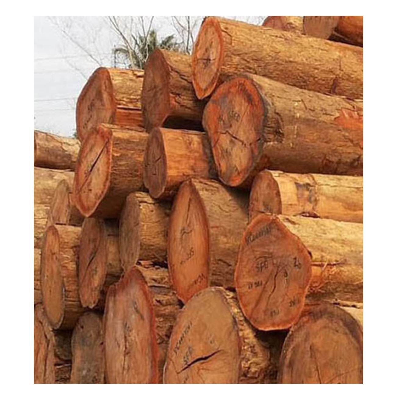 Meranti Logs - Direct From Forest, Wholesale Prices