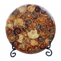 Plaque de Fossile d'Ammonite de Haute Qualité de 11 cm, Pierre Naturelle Polie, Sculpture en Cristal pour Décoration Moderne de la Maison, Ornement de Bureau, Vente en Gros