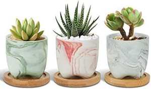 MACETAS FLORES - Product Image 2