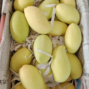 มะม่วงสดหวานคุณภาพพรีเมียมจากเวียดนาม สำหรับส่งออกและขายส่ง - Product Image 4