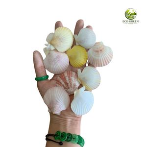 Conchas de Vieira Pulimentadas Multicolores Naturales y Ecológicas para Manualidades, Decoración de Playa, Decoración de Acuarios, Proyectos Hechos a Mano - Product Image 5