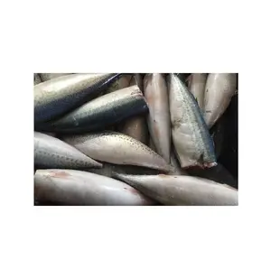 Best Factory Price of Frozen Mackerel Fish In Europe Available