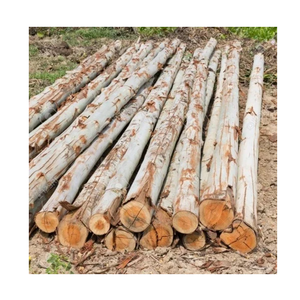 Bûches rondes en bois d'eucalyptus, vente en gros - Product Image 3