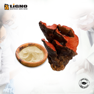 LiGNO AC07 Extracto de Antrodia Camphorata de Malasia, Suplemento Natural para la Salud, Apoyo Inmunológico y Hepático, Listo para OEM y ODM, Funcional - Product Image 1