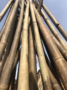 Proveedor de postes de bambú grandes procesados con varios tamaños-postes de bambú Vietnam Sra Sophie - Product Image 6