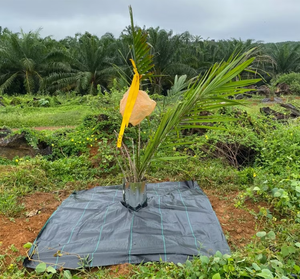 Agricoltura Heavy Duty copertura del terreno in plastica intrecciata paesaggio taglio UV tappeto erbaccia tessuto Anti-erba barriera membrana netta - Product Image 2