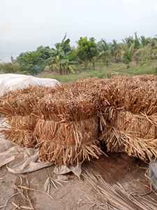 Materia prima seca de jacinto de agua de precio más bajo Material sostenible ecológico para artesanías de cestería - Product Image 5