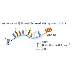 Oz Biosciences 100ug MRNA sin modificar para suministros de terapia de rehabilitación de reemplazo de gen EPO - Product Image 2