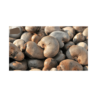 Biologische Premium Kwaliteit 100% Pure Natuurlijke Rauwe Cashewnoten Bulk Vacuüm Verpakte Zakken voor Roosteren en Culinair Gebruik, Amerikaanse Oorsprong, Gezond