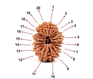 Hạt Rudraksha Nepal <span class=keywords><strong>20</strong></span> <span class=keywords><strong>Mukhi</strong></span>, <span class=keywords><strong>20</strong></span> mặt, mạ bạc, đánh bóng và được chứng nhận trong phòng thí nghiệm - Product Image 4