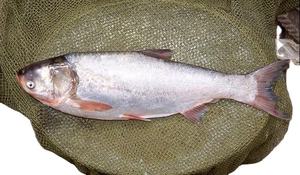 Poissons de cichlidés d'eau douce Rohu congelés de haute qualité pour les environnements d'eau douce exportation du Vietnam vente en gros de fruits de mer bon prix - Product Image 5