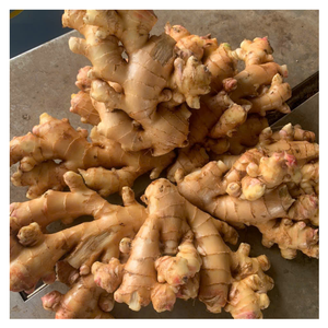 Gingembre frais en vrac du Vietnam de qualité supérieure, gingembre frais de haute qualité avec arôme naturel et saveur épicée pour la cuisine, le thé et l'exportation - Product Image 5