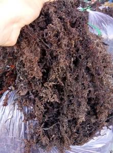 สาหร่ายคอตตอนนีแห้งตากแดดจากเวียดนาม ใยอาหารสูง เนื้อสัมผัสสมดุล เหมาะสำหรับการผลิตและจัดจำหน่ายคาร์รากีนัน - Product Image 5