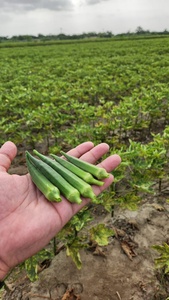 Semillas Híbridas SALONI F1 de Okra / Bhindi - Product Image 2