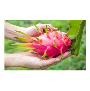 ผลไม้มังกรสด - Product Image 4