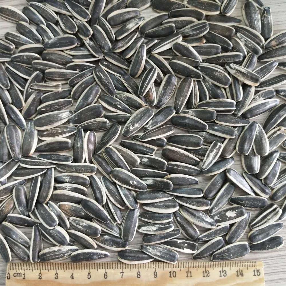sunflower seeds 1 ton