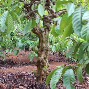 Jouet en chanvre naturel avec boucle de suspension, nouvelle collection de jouets à mâcher et à tirer pour chiens, pour la dentition et les jeux d'interaction - Product Image 6