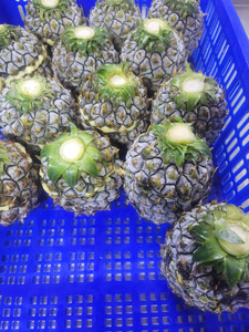 สินค้าที่ดีที่สุด2024 iqf ไอศกรีมสับปะรดเชอร์เบทจากบัวสีฟ้าเวียดนาม - Product Image 3