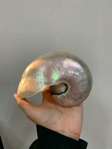 Gran oferta de alta calidad, varios tipos de conchas marinas de abulón naturales pulidas para decoración del hogar, ALTA CALIDAD - Product Image 2