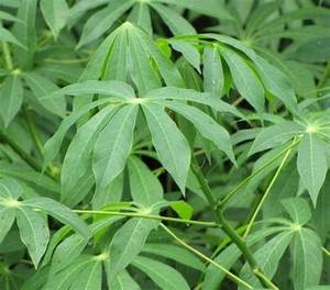 HOJAS DE YUCA ORGÁNICAS/BUENZA DE LA GRANJA A LA MESA/HECHO EN VIETNAM - Product Image 4