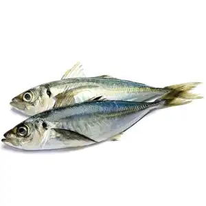 23cm + 육상 냉동 말 고등어/Trachurus Trachurus 물고기