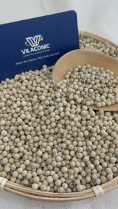 Pimienta picante Cultivo orgánico Vietnam Mejor Tasa de fábrica 630g/L Pimienta blanca limpia Estilo seco Contacto crudo Anna Do + 84982153058 - Product Image 4