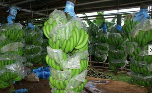 กล้วยคาเวนดิชคุณภาพพรีเมียม เกรด A ราคาแข่งขัน สำหรับการส่งออก ขายส่งจากเวียดนาม มีจำหน่าย - Product Image 4