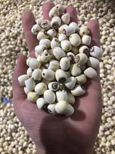 Noix de lotus séchées à bas prix pour l'exportation en vrac du fournisseur vietnamien - Product Image 4