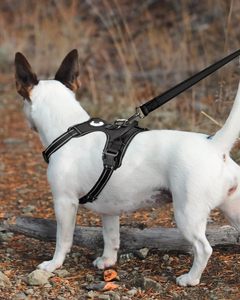 Laisse pour chien réglable, souple et solide, 6 pieds, réfléchissante double face, poignée rembourrée, en nylon robuste, pour chiens de taille moyenne/grande, pour la promenade - Product Image 3