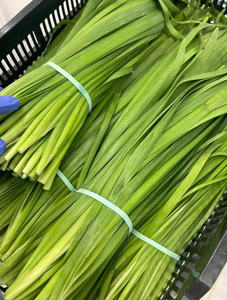 Hojas de Pandan congeladas de alta calidad meticulosamente seleccionadas para una seguridad absoluta. - Product Image 4