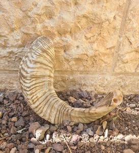 ฮอร์นแท้ฮอร์น shofar ดั้งเดิมของชาวยิว - Product Image 1