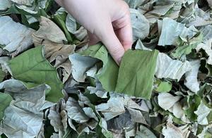 Herbe culinaire polyvalente en poudre de feuilles de lotus séchées vietnamiennes de haute qualité pour la cuisson du thé directement de source agricole - Product Image 4