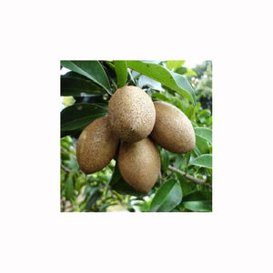 Vente en gros de sapota chikoo, fruit tropical sucré, récolte fraîche de la ferme, qualité supérieure, approvisionnement en exportation, produit naturel mûr - Product Image 5