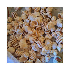 Turbo Burgess Seashells decorativo-Procedente de Vietnam, alta calidad, varios tamaños, estándar de exportación - Product Image 1