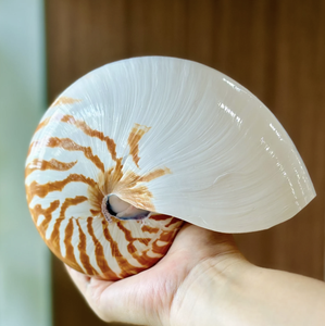 เปลือกหอยหอยโข่งลายเสือขัดเงาสำหรับตกแต่งบ้านดีไซน์เครื่องประดับแฟชั่นขายส่ง - Product Image 3