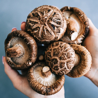 Chips de Champiñones Shiitake al por Mayor en Paquete a Granel, Snack de Champiñones Fritos al Vacío Crujientes de Primera Calidad