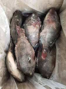 Tilapia noire congelée éviscérée IQF IWP Vente en gros Expédition rapide Origine ZA Durée de conservation de 12 mois Fabricant E$T Comestible - Product Image 5