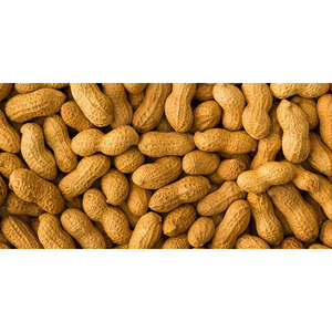 Premium Qualität Bio Rohe Erdnüsse Bulk Großhandel Erdnüsse Nicht GVO Erdnuss kerne Fett <span class=keywords><strong>Java</strong></span> Erdnuss Export - Product Image 2