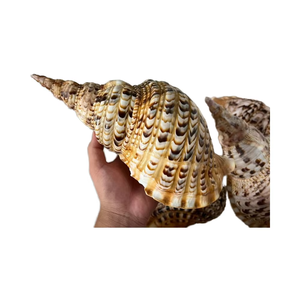 Trompette de coquillage exotique du Vietnam pour collectionneurs de coquillages, présentations éducatives sur la faune marine, travail artisanal authentique et beauté - Product Image 1