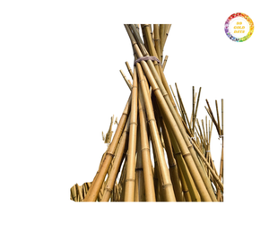 Poteaux de bambou secs et jaunes naturels droits de taille personnalisée de haute qualité pour la construction, la décoration et la culture de la maison - Product Image 4